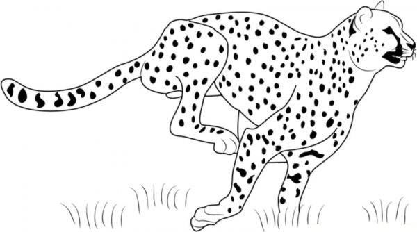 Velký hrudník a úzký pas pomáhají gepardovi získat neskutečnou rychlost omalovánka