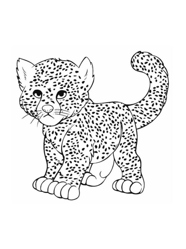 Zcela bezbranné mládě geparda. omalovánka