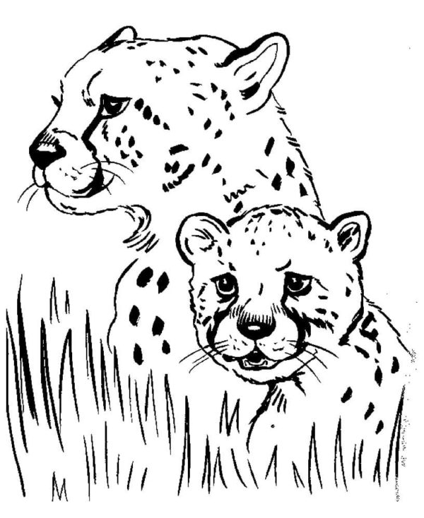 Gepard omalovánky