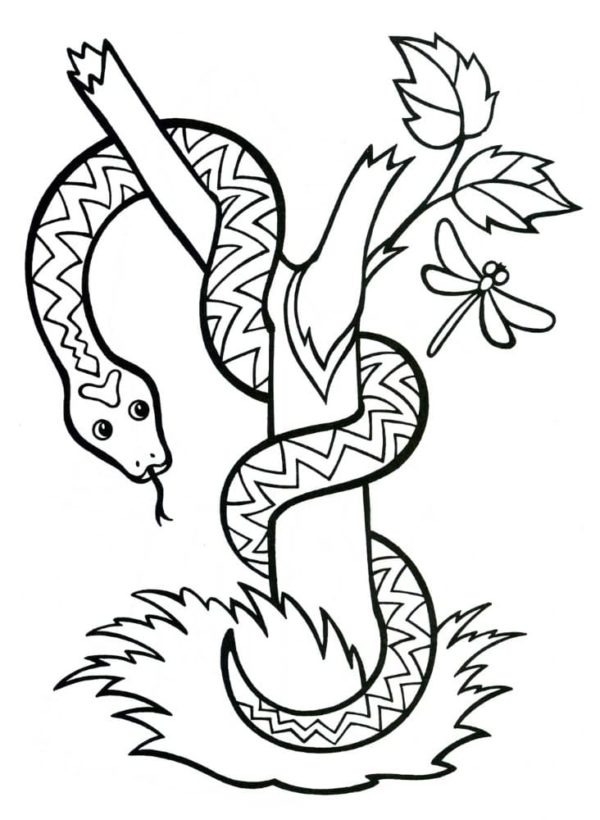 Dlouhé tělo hada se ovinulo kolem stromu. omalovánka
