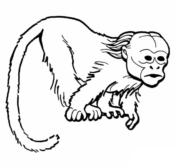 Dospělá impozantní opice omalovánka