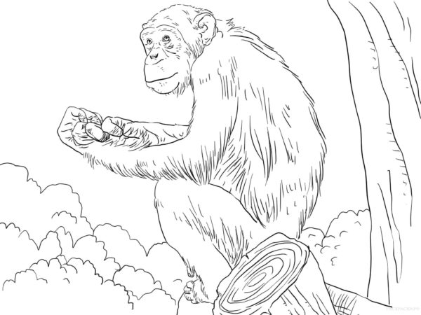Dospělý a velký orangutan omalovánka