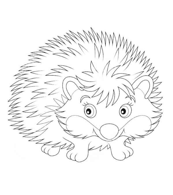 Drzý krásný ježek omalovánka
