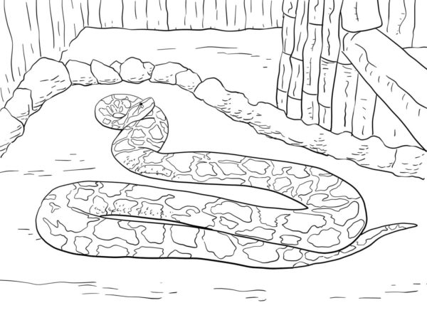 Had má na hlavě teplotní čidlo. omalovánka