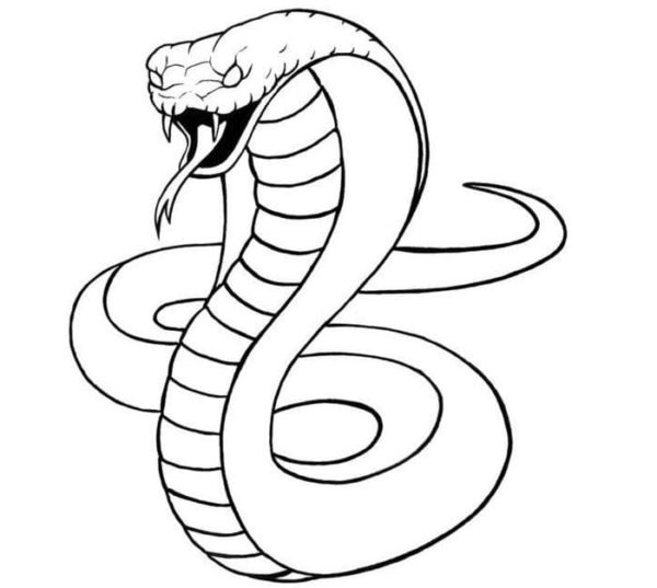 Had může spolknout kořist mnohem větší, než je jeho velikost. omalovánka