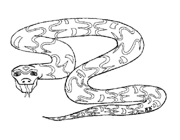 Hadí jed se skládá z bílkovin, aminokyselin, mastných kyselin a enzymů. omalovánka