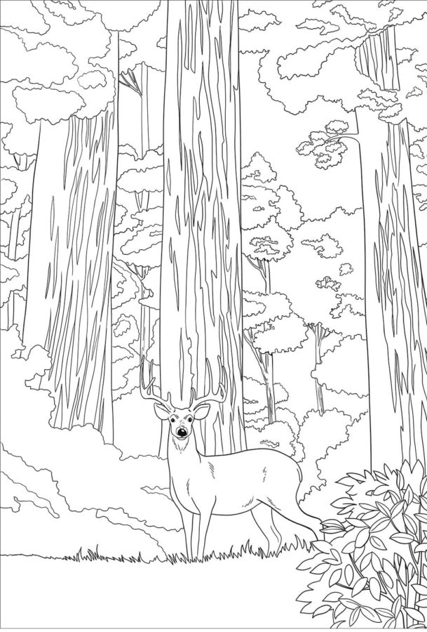 Hrdý jelen uprostřed hustého lesa. omalovánka