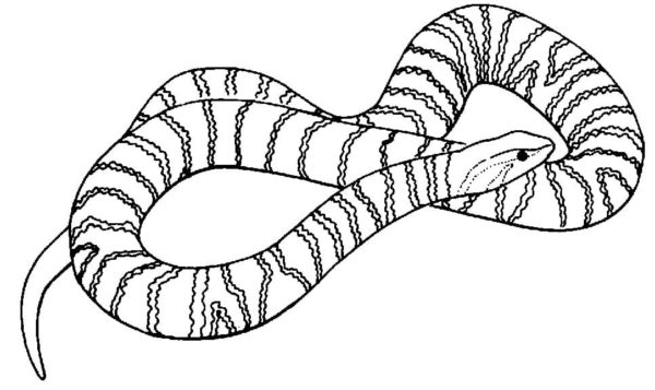 Jedovatý světlý had. omalovánka