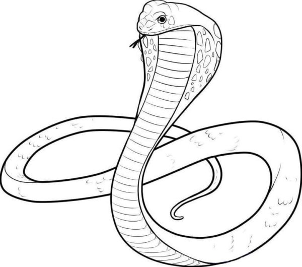 Kobra královská je považována za jednoho z největších jedovatých studenokrevných živočichů. omalovánka