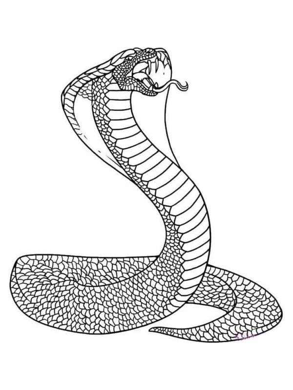 Kobra šupinatá s dlouhým jazykem omalovánka