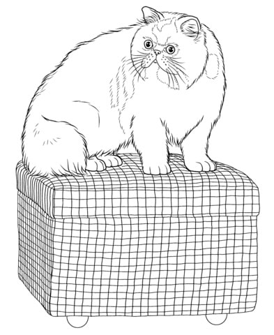 Kočka na barevné krabici omalovánka