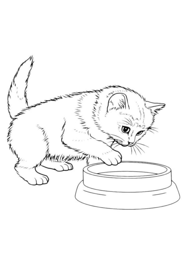 Kočka natahuje tlapku pro misku omalovánka