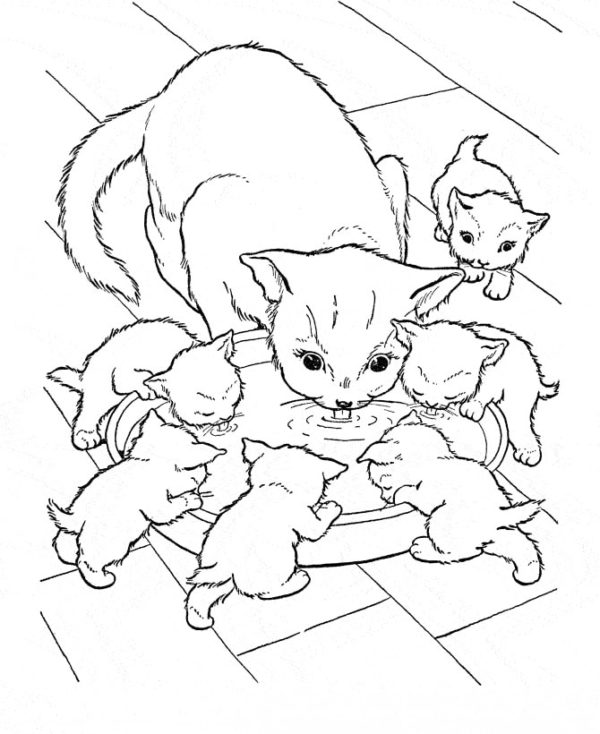 Omalovánka Kočka se svými koťaty u misky na vodu
