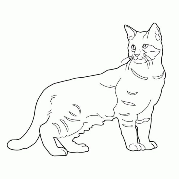 Omalovánka Krásná kočka hodná vaší fixy a tužky