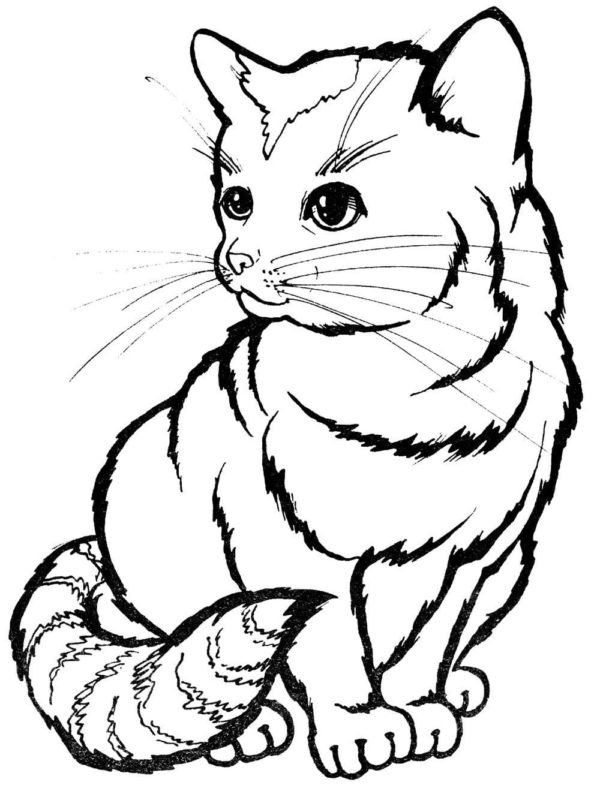 Krásná mourovatá kočka čeká na oživení barvami omalovánka