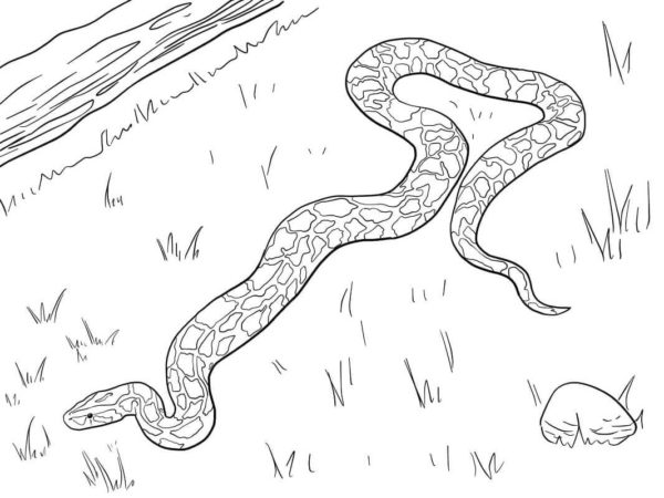 Omalovánka Kvůli barvě je velmi obtížné hada v trávě najít.