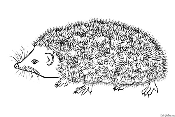 Omalovánka Mírně rozcuchaný ježek s ostrými drápy
