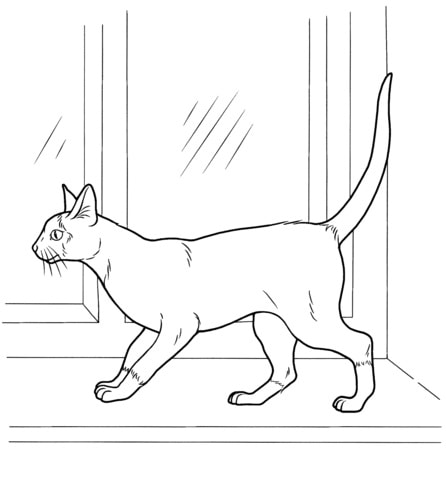 Oblíbeným místem koček je okenní parapet, zejména na jaře omalovánka