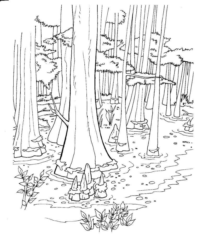 Obří stromy omalovánka