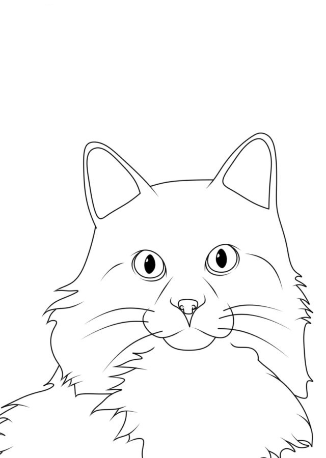 Omalovánka Sibiřská kočka. omalovánka
