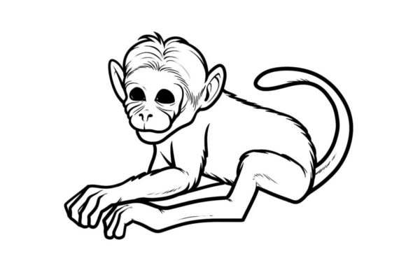 Opice obecná omalovánka
