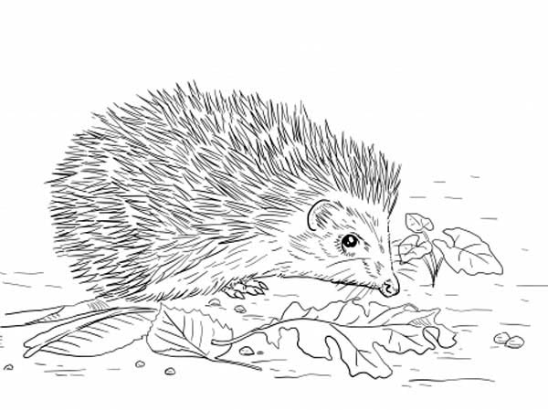 Realistický ježek procházející se mezi spadaným listím omalovánka