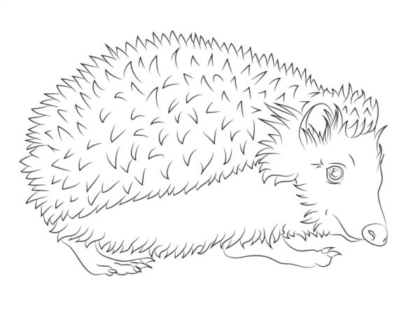 Omalovánka Realistický obrázek ježka převzatý z omalovánky pro děti