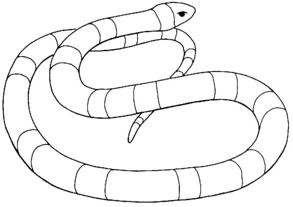 Taipan je považován za nejjedovatějšího hada na světě. omalovánka