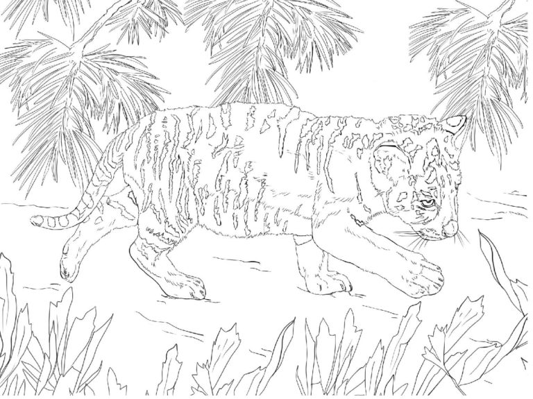 Tygří mládě v tropickém lese. omalovánka