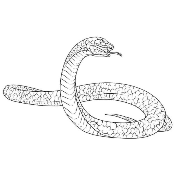 V řádu hadů je asi 2000 druhů. omalovánka