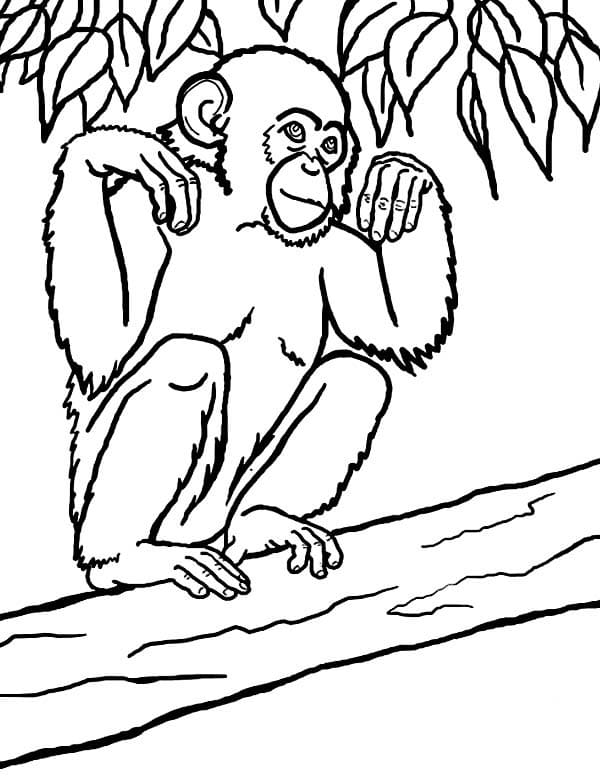Velká gorila složila tlapy omalovánka