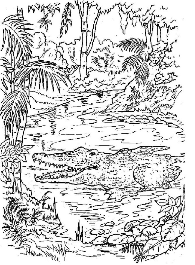 Zubatý krokodýl v tropickém lese. omalovánka