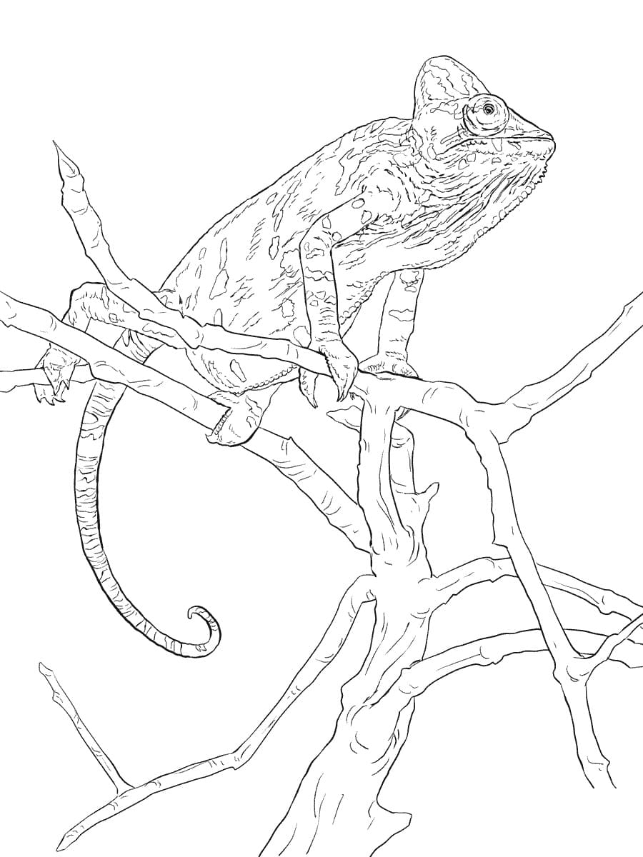 Realistický Zahalený Chameleon omalovánka