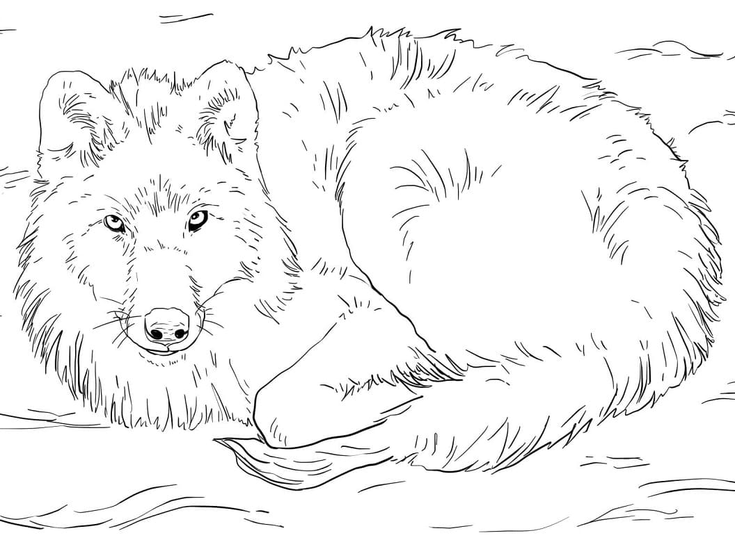 Omalovánka arktický vlk ležící ve sněhu