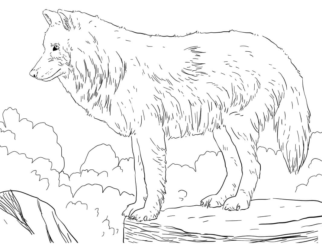 Arktický Vlk v Hoře omalovánka