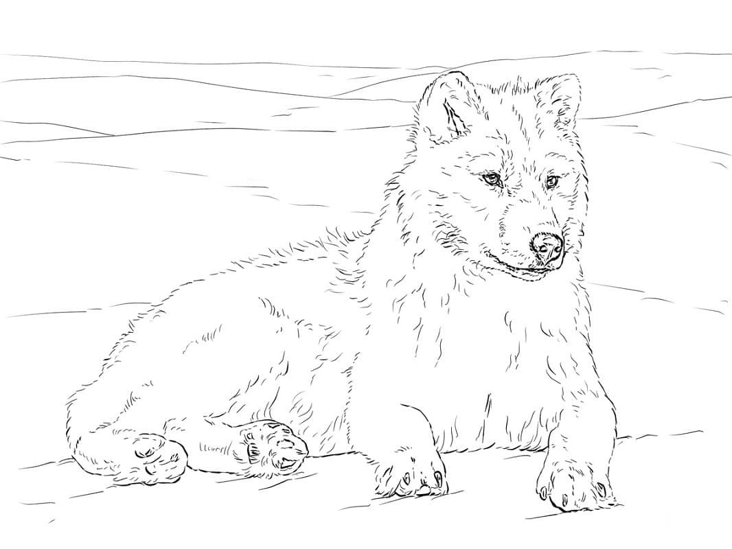 Omalovánka Arktický Vlk