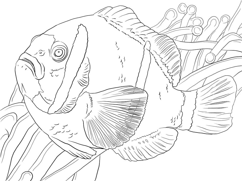Omalovánka Bariérový útes Anemonefish
