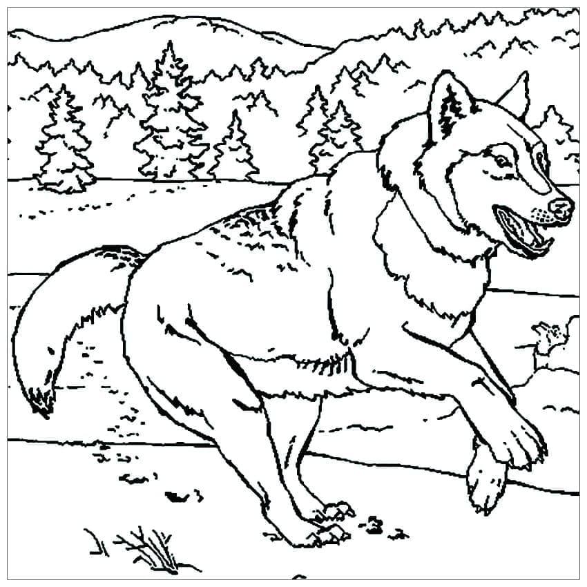Běžící Vlk Pro omalovánka