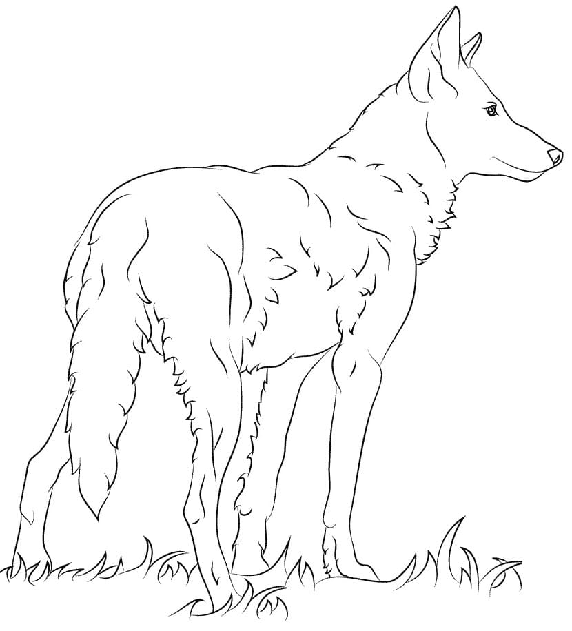červený Vlk z Floridy omalovánka