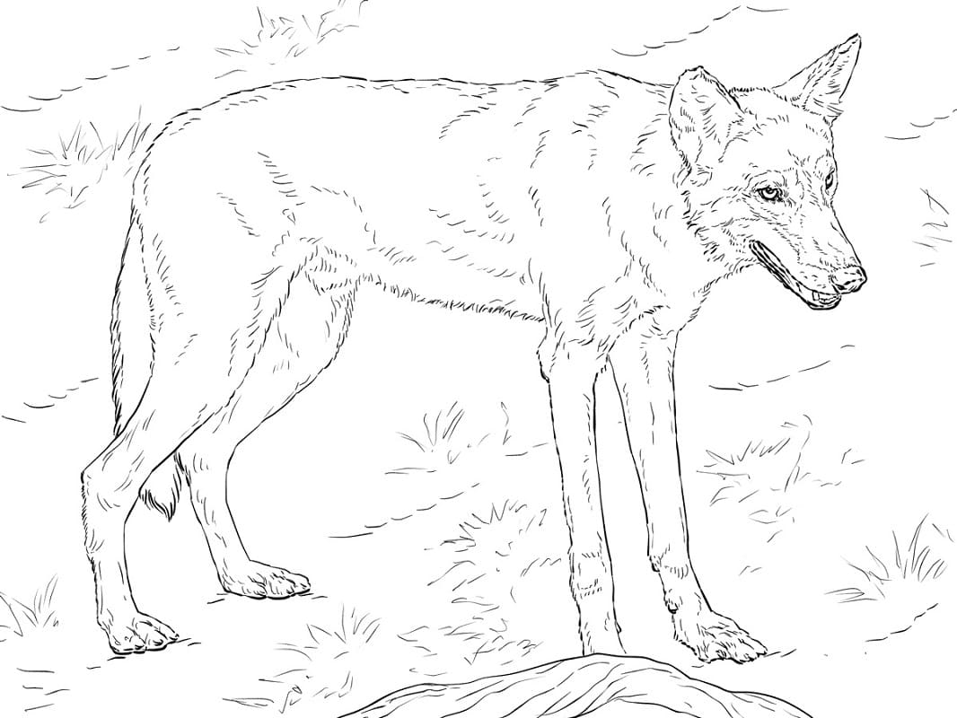 červený Vlk omalovánka