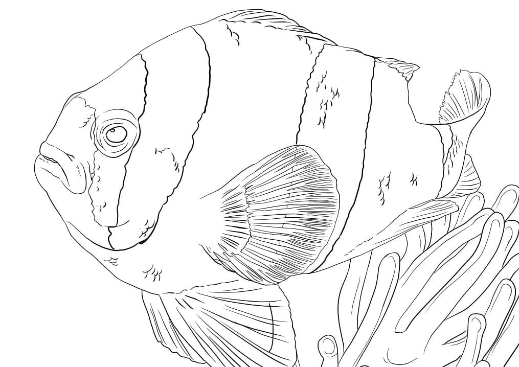 Clarkova Anemonefish omalovánka
