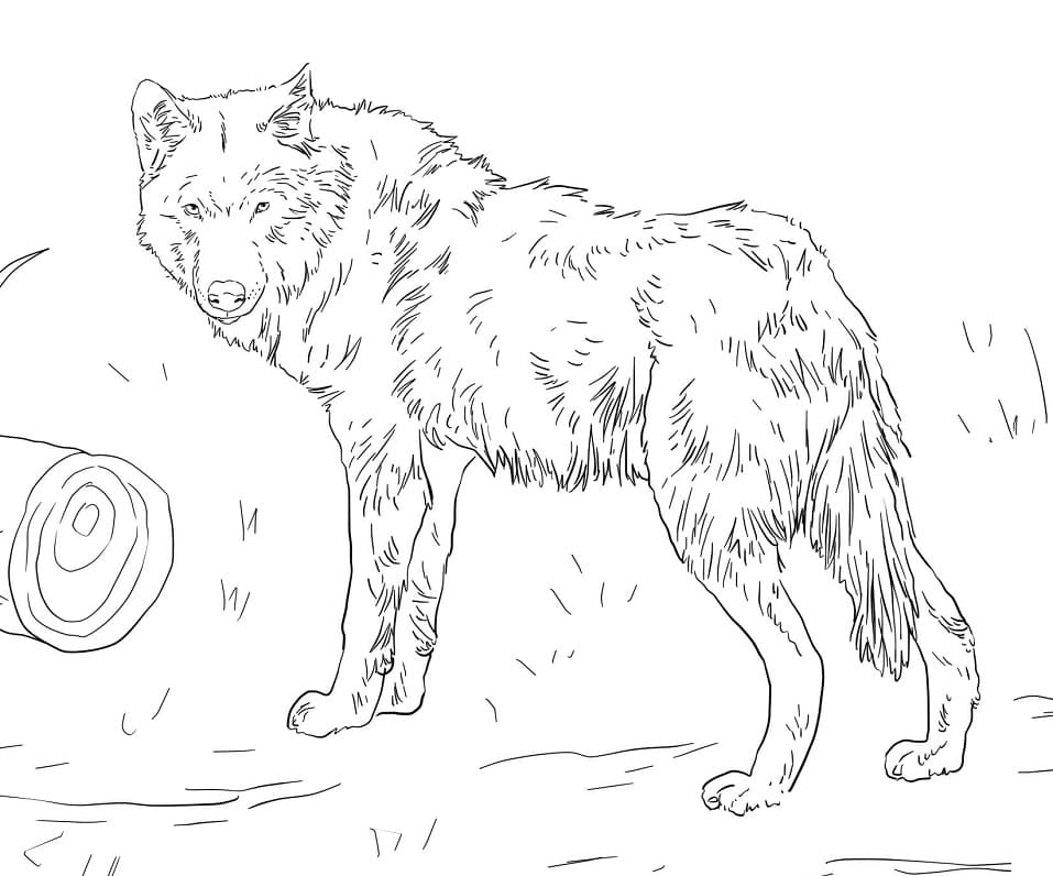 Omalovánka Euroasijský Vlk