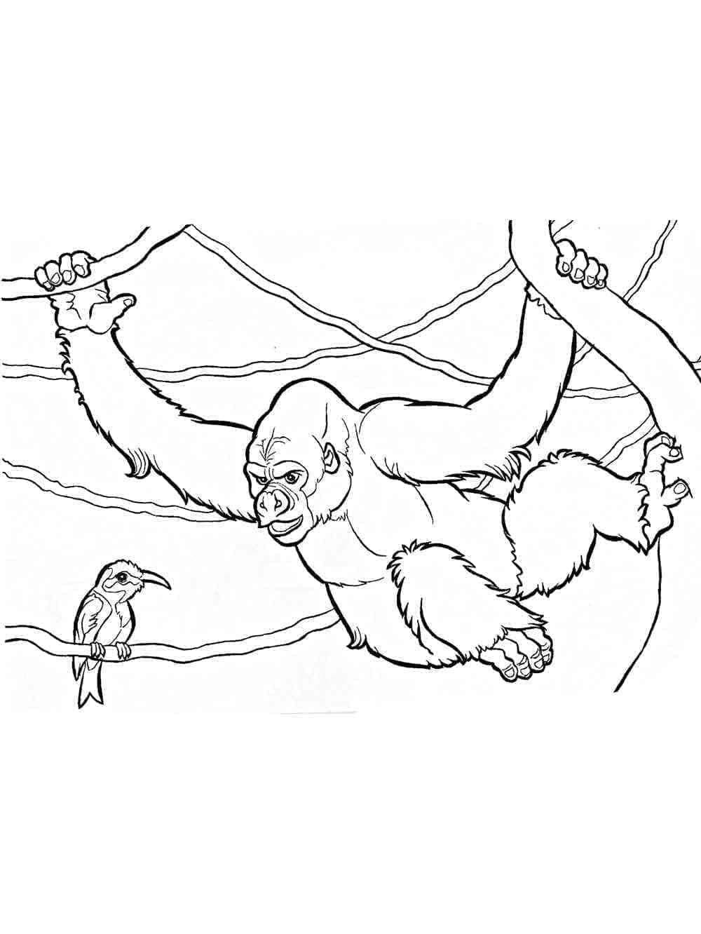 Gorila a Pták omalovánka