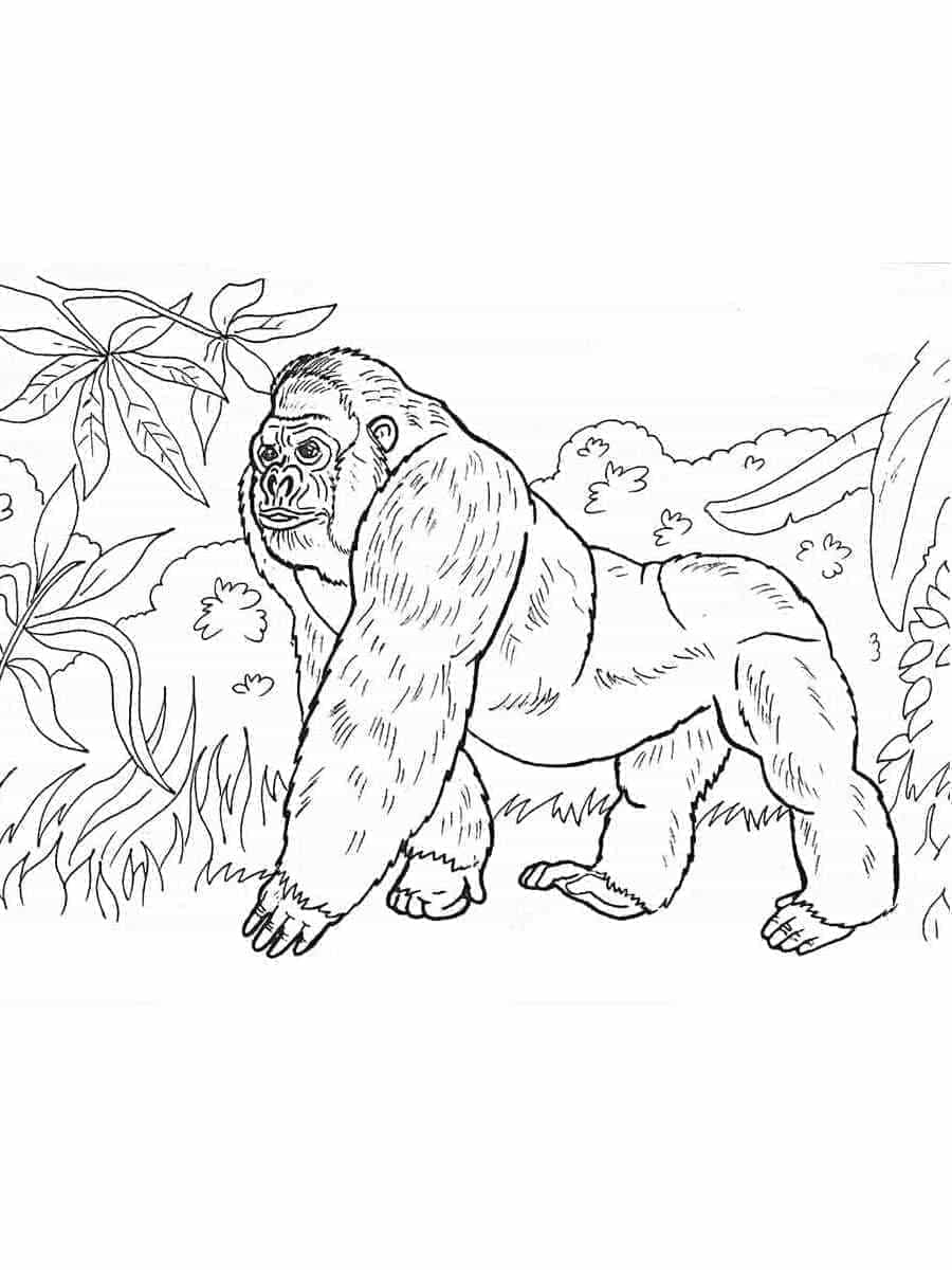 Omalovánka Gorila v Džungli