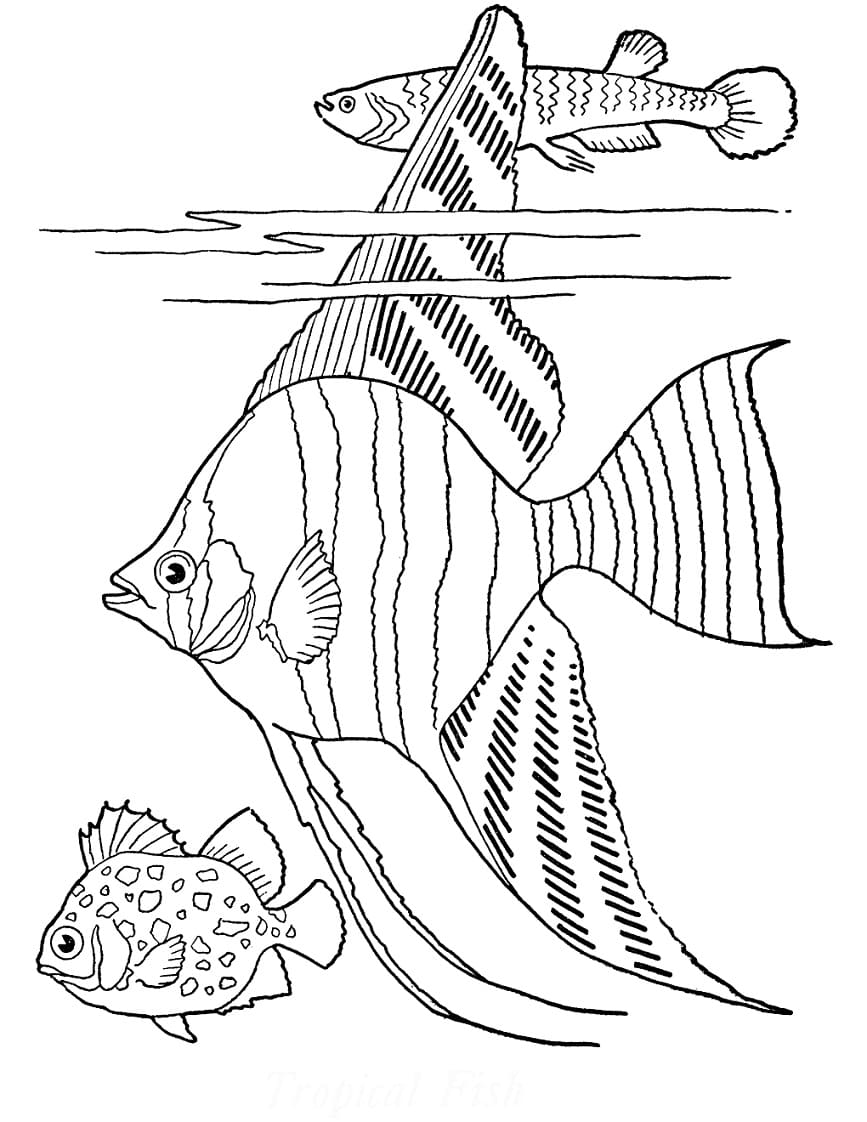Omalovánka Grafická Víla Tropických Ryb