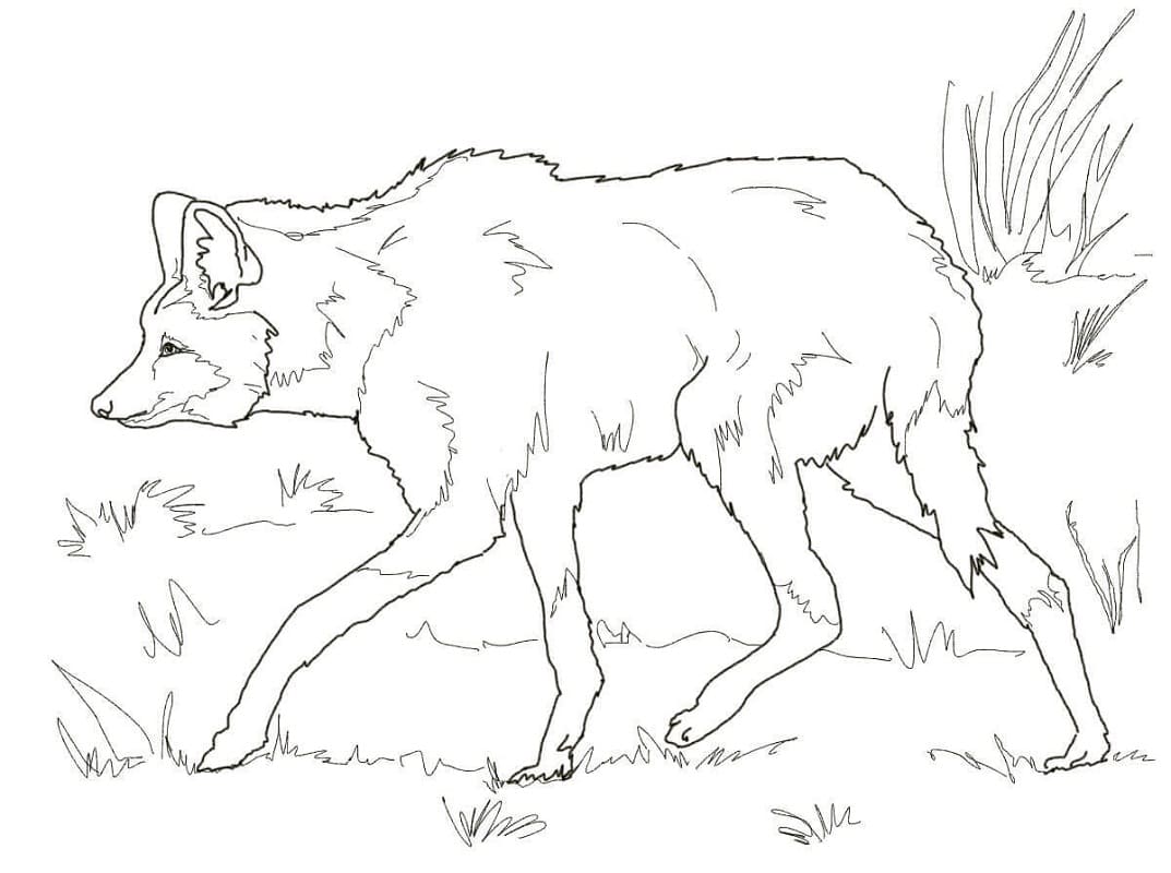Jihoamerický Vlk Hřivnatý omalovánka