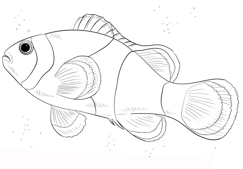 Malý Klaun Ryba omalovánka