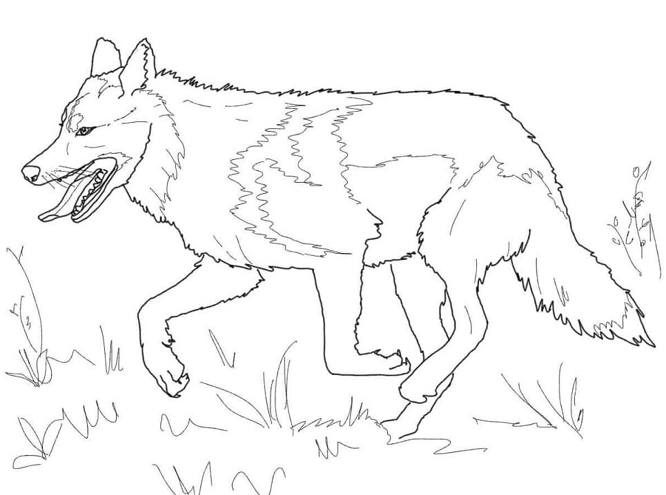 Omalovánka Mexický šedý Vlk Běží