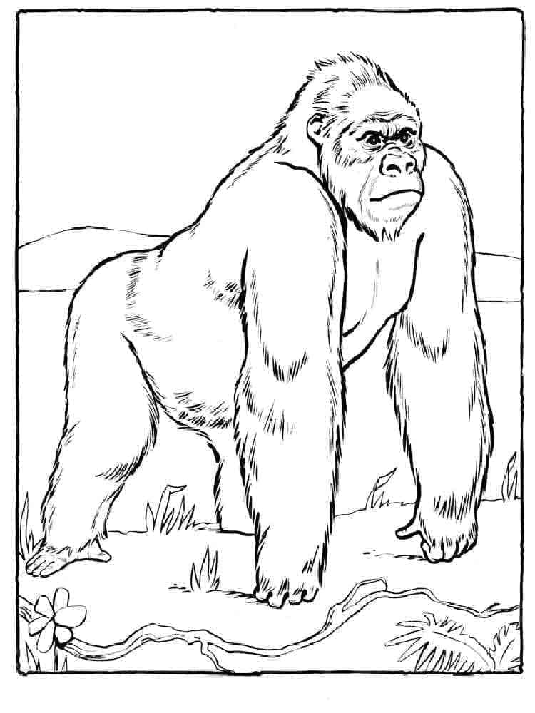 Omalovánka Normální Gorila