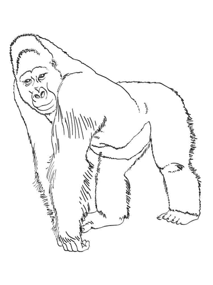 Omalovánka Realistická Gorila
